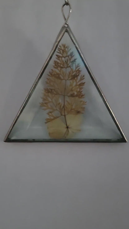 Dried Flowers Pressed Between Two Triangle Bevels